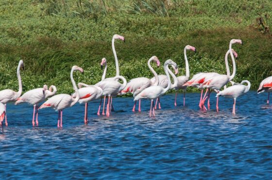 Exploring Lake Nakuru National Park, 5 things you should know.