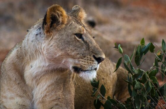 Things to see and do when visiting Kenya